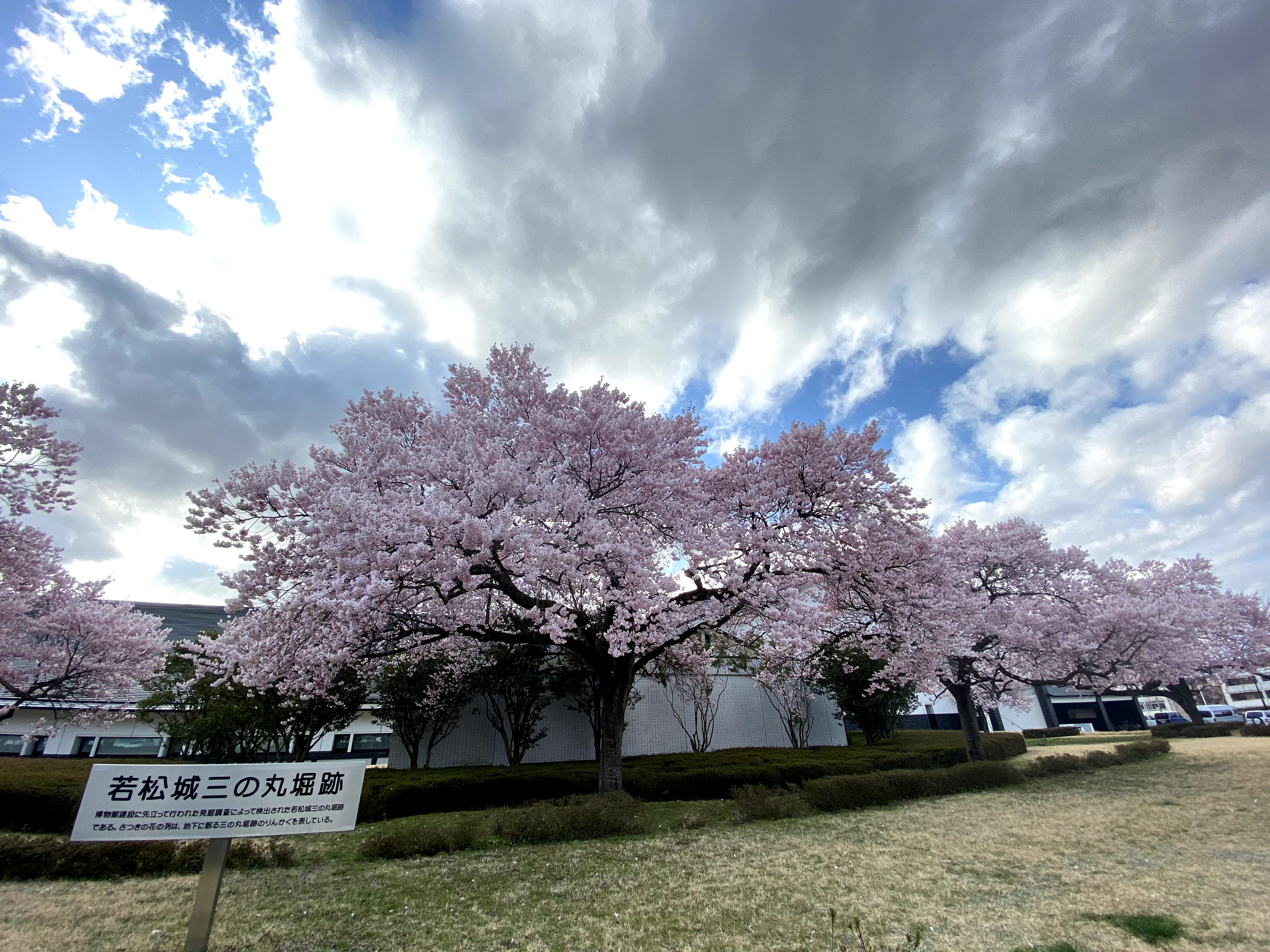 県立博物館の桜-2020