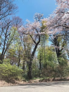 蚕養国神社、駐車場脇の桜