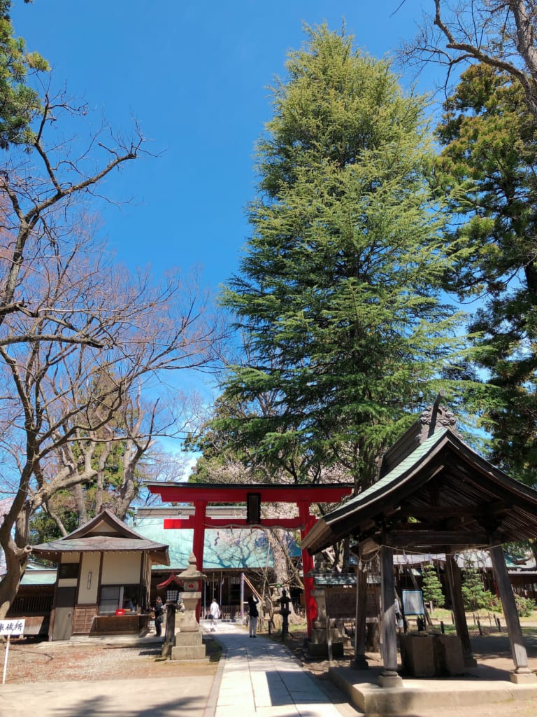 蚕養国神社、参道。奥の桜が峰張桜