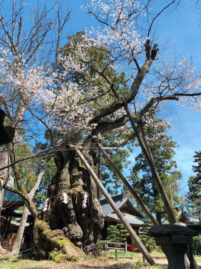 蚕養国神社(こがいくに神社)、峰張桜