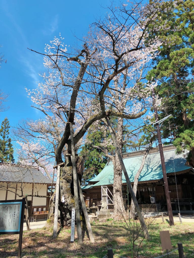 蚕養国神社(こがいくに神社)、峰張桜