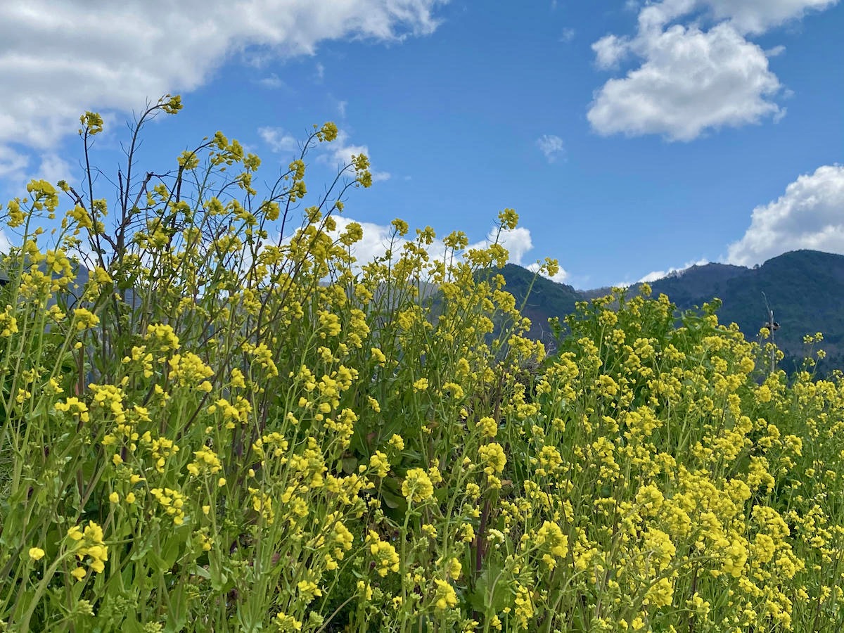 隣 の土地に菜の花が咲きました 4 11 Rとさかな 隣 の土地に菜の花が咲きました 4 11 Rとさかな