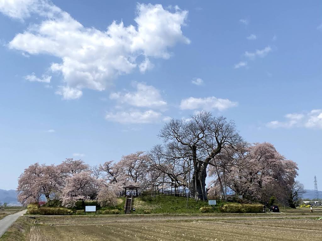 神指城跡、桜