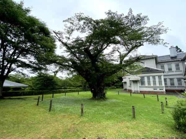 天鏡閣 北庭園にあるソメイヨシノ