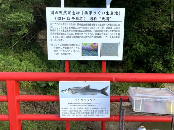 会津柳津、魚淵案内