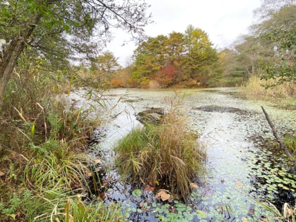 レンゲ沼・中瀬沼探照路 姫沼