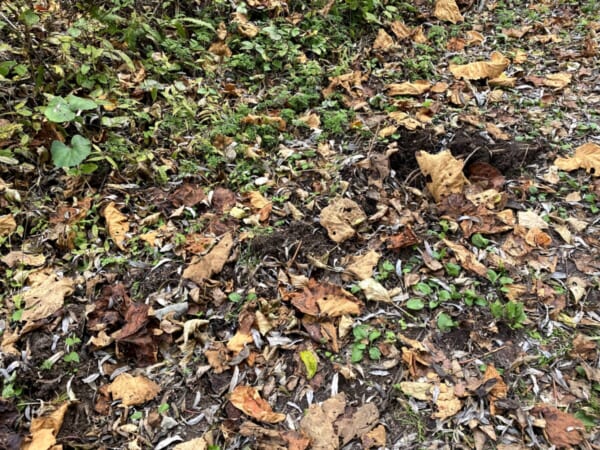 レンゲ沼・中瀬沼探照路 猪のあと