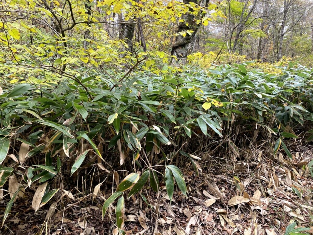 レンゲ沼・中瀬沼探照路 チマキ笹