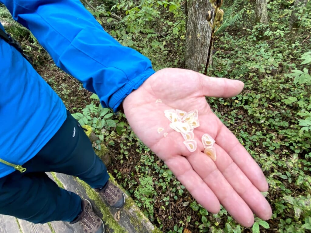 レンゲ沼・中瀬沼探照路 ウバユリのタネ