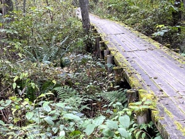 レンゲ沼・中瀬沼探照路 木道