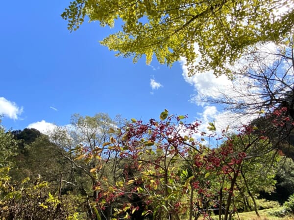 八十里庵　庭　マユミ