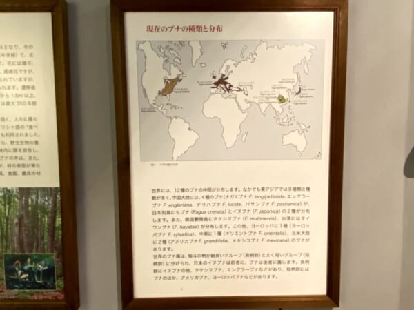 世界のブナの種類と分布