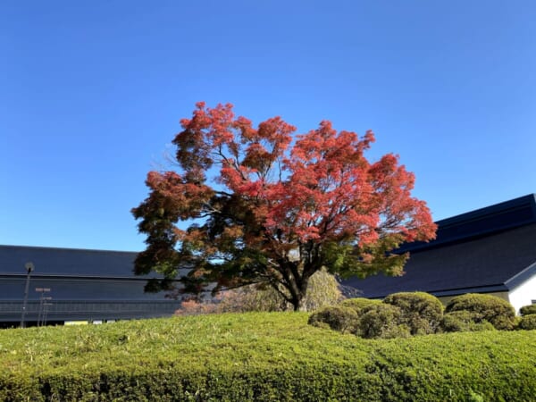 福島県立博物館 紅葉