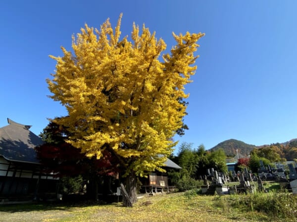 野寺薬師堂 大銀杏