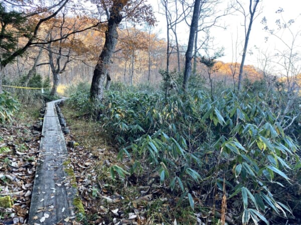 矢ノ原湿原 遊歩道 木道