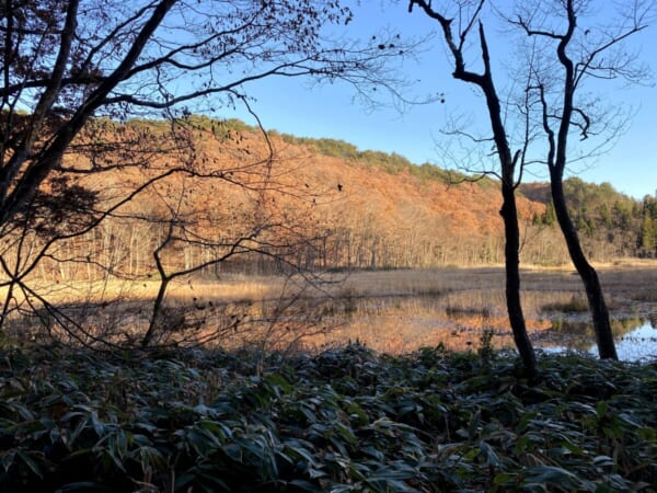 矢ノ原湿原