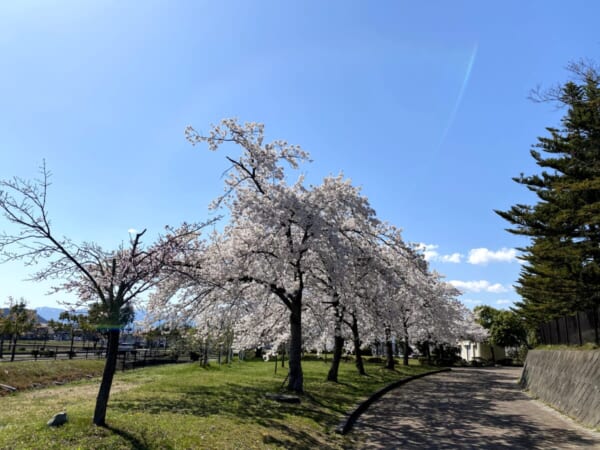 会津運動公園の桜