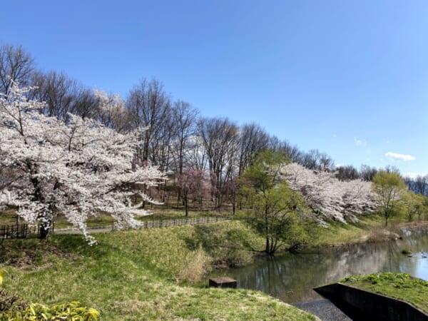 会津運動公園の桜