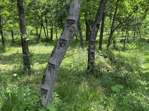 ウルシの植栽地