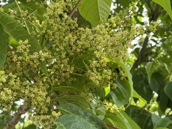 ウルシの花