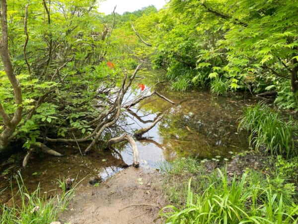 雄国沼湿原 おたまじゃくし