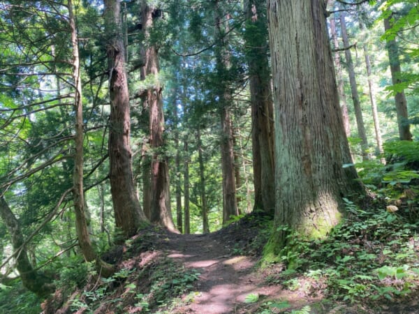 大山祇神社 会津野沢大山参道 杉並木参道