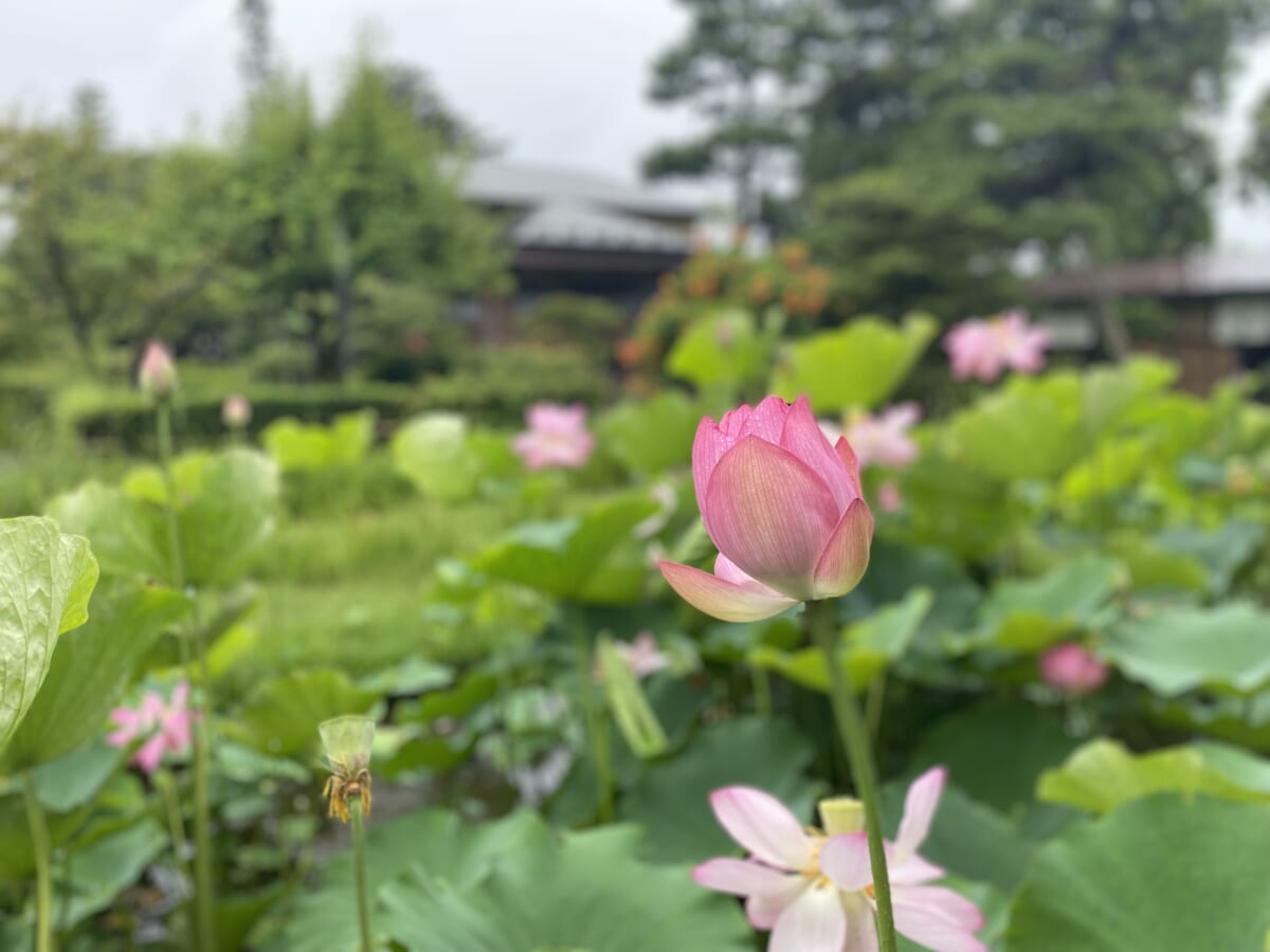会津御薬園 蓮の花