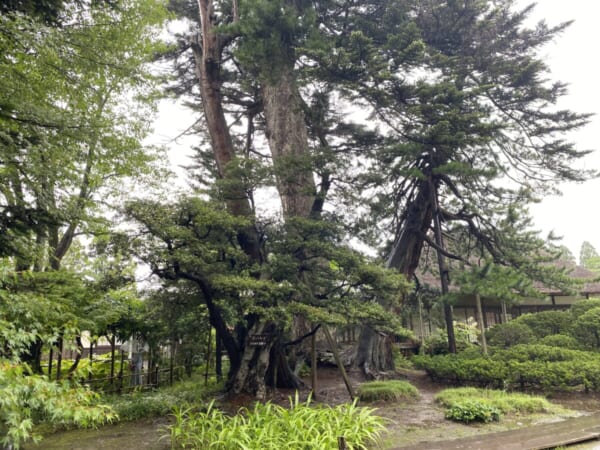会津御薬園 樹齢500年