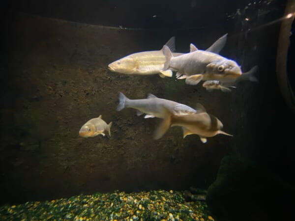 アクアマリン いなわしろカワセミ水族館 淡水魚