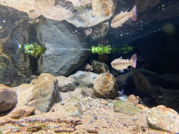 アクアマリン いなわしろカワセミ水族館 川魚