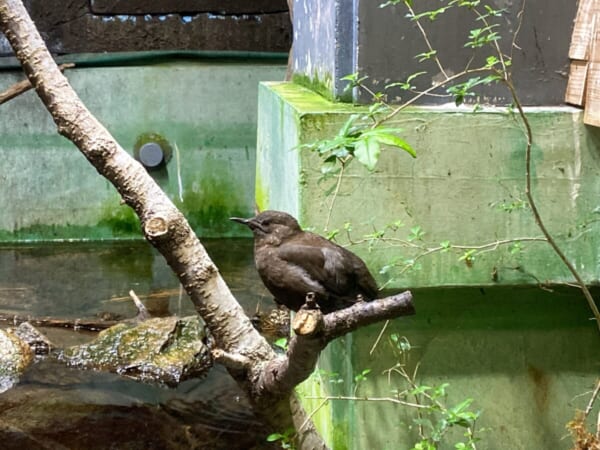 アクアマリン いなわしろカワセミ水族館  カワガラス