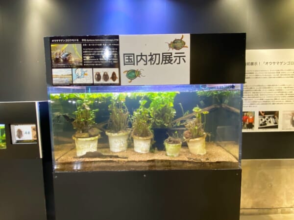 アクアマリン いなわしろカワセミ水族館 国内初展示