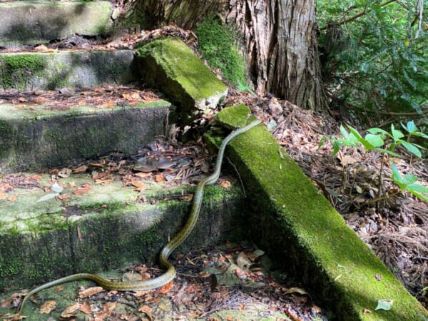 東山温泉 羽黒山湯上神社 参道