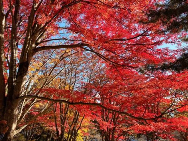 土津神社(はにつじんじゃ) 紅葉