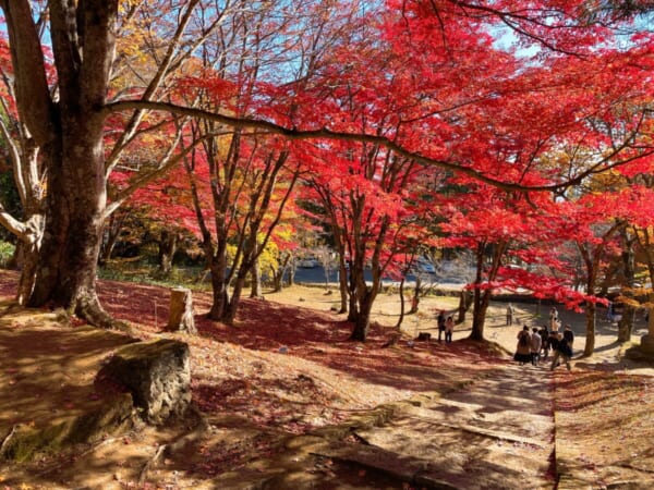 土津神社(はにつじんじゃ) 紅葉