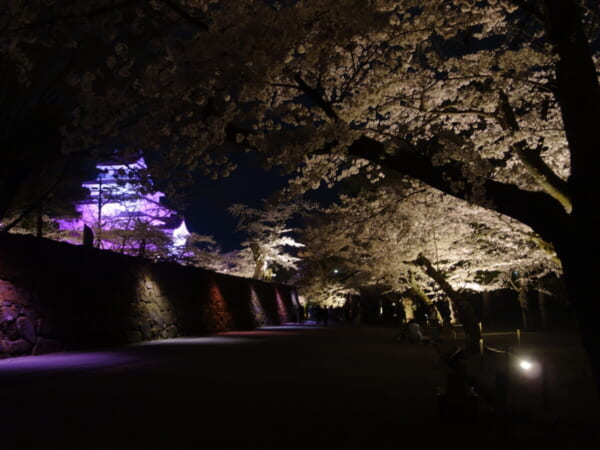 鶴ヶ城 夜桜 ライトアップ