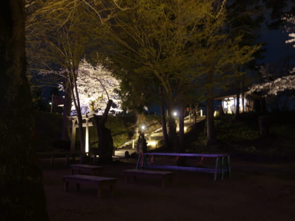 鶴ヶ城 夜桜 ライトアップ