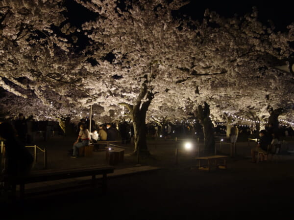 鶴ヶ城 夜桜 ライトアップ