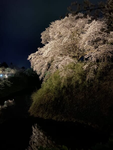 鶴ヶ城 夜桜 ライトアップ