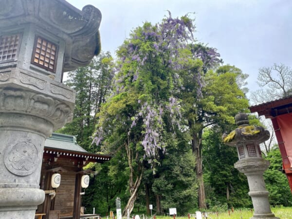 伊佐須美神社 飛龍の藤