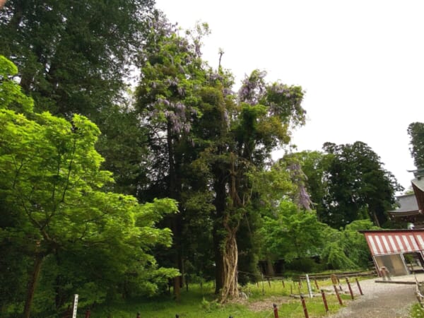 伊佐須美神社 飛龍の藤