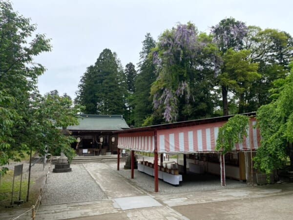 伊佐須美神社 飛龍の藤