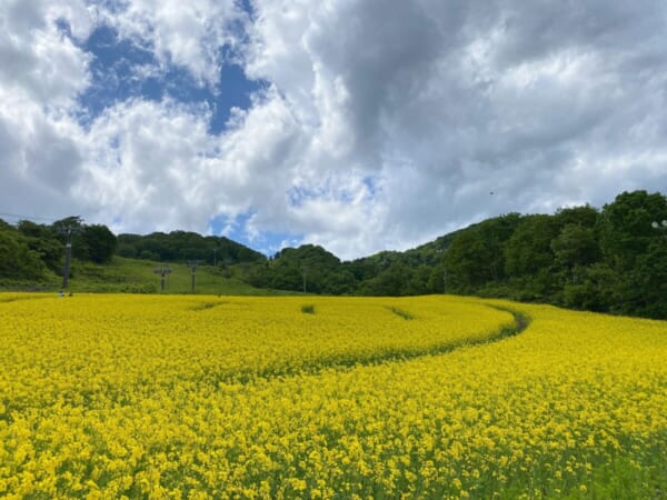 三ノ倉高原 菜の花畑