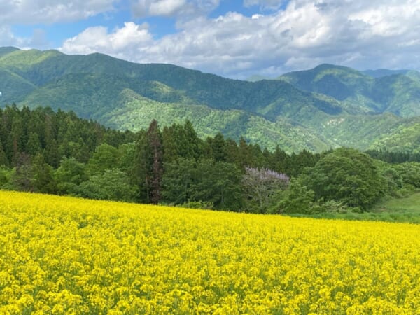 三ノ倉高原 菜の花畑