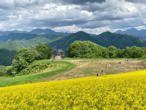 三ノ倉高原 菜の花畑