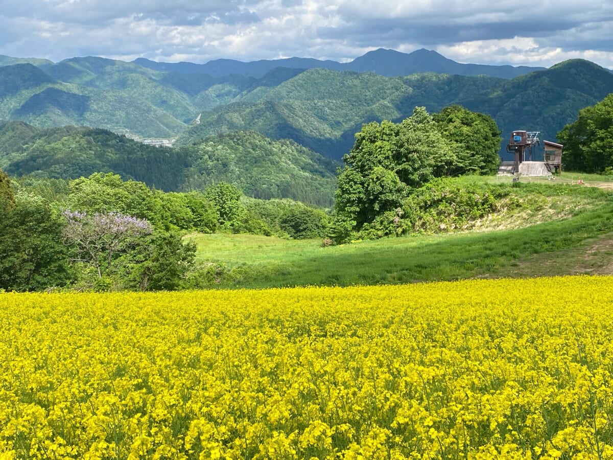 三ノ倉高原 菜の花畑