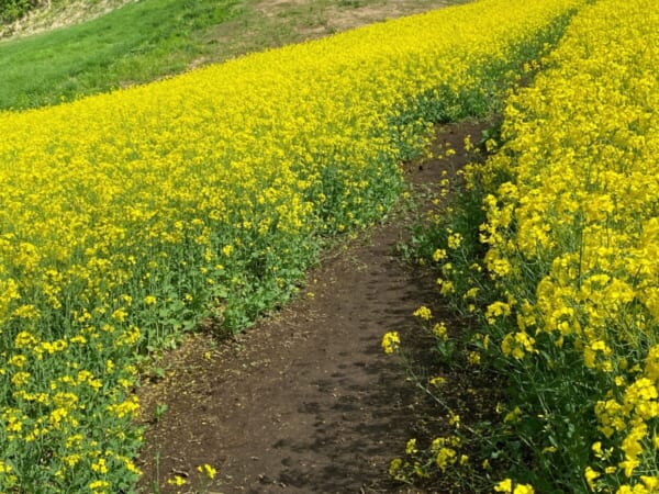 三ノ倉高原 菜の花畑