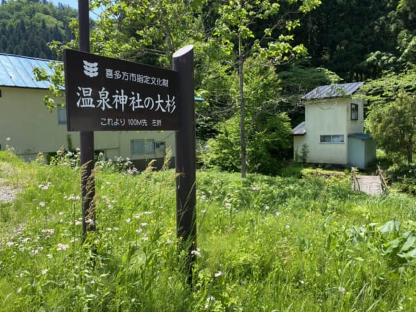 熱塩温泉神社の大杉 案内