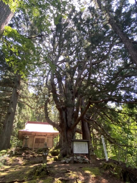 熱塩温泉神社 と 大杉