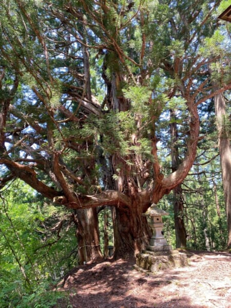 熱塩温泉神社の大杉